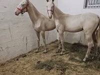 Horse (M), Akhal-Teke — photo 4