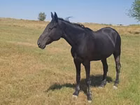 公马, Standardbred — 照片 7