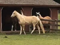 Farasi dume, Racking Horse — picha 2