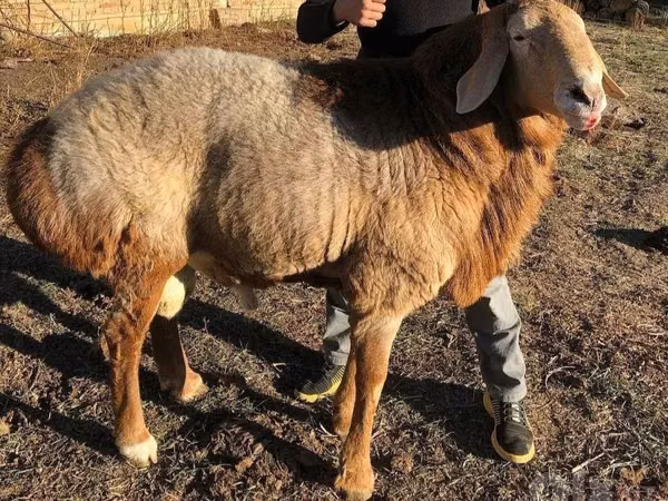 公羊, Sheep