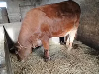 Bulle, Simmental cattle — Foto 8