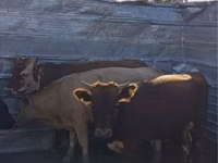 公牛, Kazakh White-headed cow — 照片 7