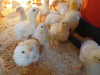 Chickens — फ़ोटो 2