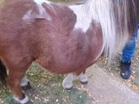 Faras dhaddig, Miniature horse — sawirka 4