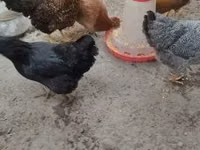 Chickens — picha 4