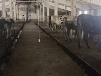 Cow, Holstein breed — photo 7