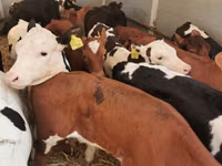 Bull, Cattle — photo 3