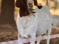 Goat, Boer goat — photo 4