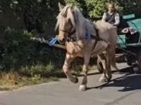 母马, Horses — 照片 4