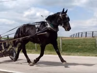 Mare, Percheron — photo 2