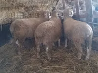 كبش, Ile-de-France sheep — الصورة 4