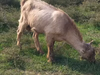 Mbuzi dume, LaMancha goats — picha 1
