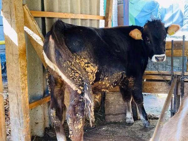 Bull, Aberdeen-Angus