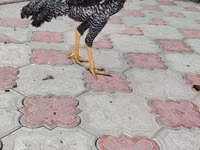 पर्ल ग्रे — फ़ोटो 5