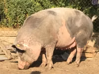 Boar, Pigs — photo 4