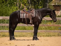 Faras, Friesian — sawirka 3