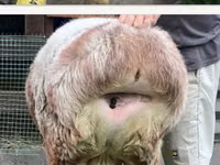 母羊, East Friesian Dairy sheep — 照片 5