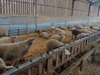母羊, Rouge de l’Ouest sheep — 照片 3