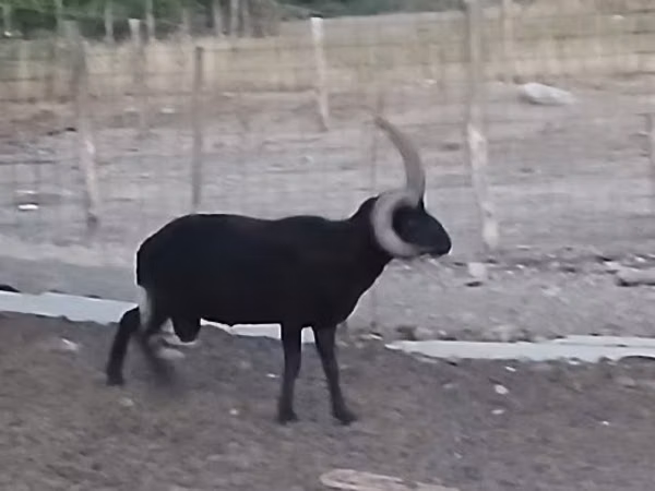 公羊, Shetland sheep