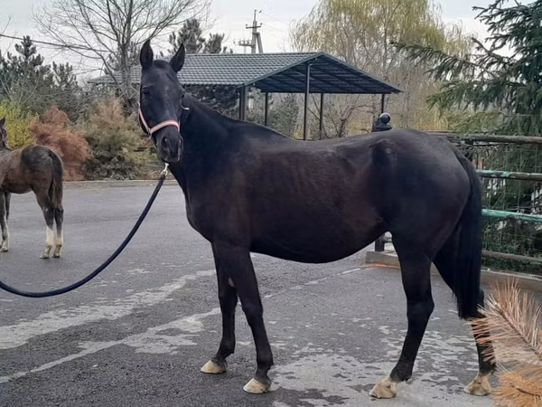 Mare, Akhal-Teke