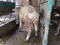 ثور, سلالة أويليكل — الصورة 5