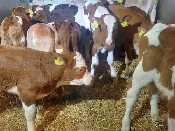 ثور, Simmental cattle