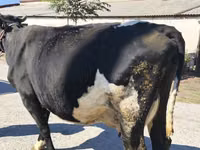 Cow, Holstein breed — photo 6