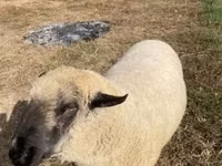 Ram, Hampshire sheep — photo 1