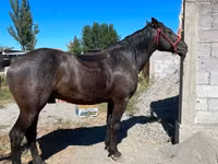 Caballo, Karabair horse — foto 2