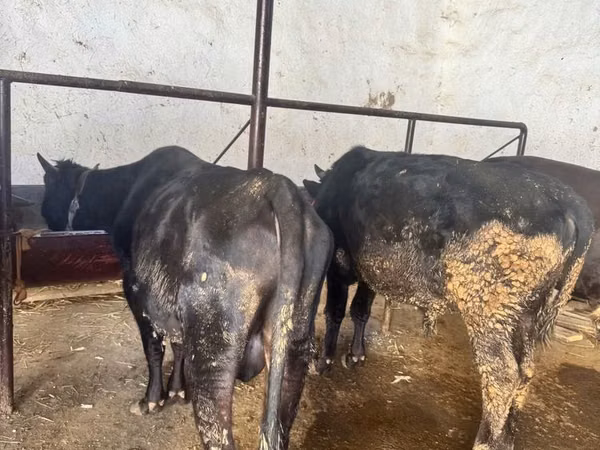 Ng'ombe (kikundi, jinsia haijatajwa), Aberdeen – Angus