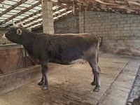 Cow, Swiss cattle — photo 2