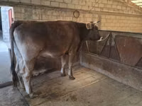 Cow, Swiss cattle — photo 8