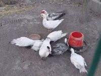 Ducks — 照片 1