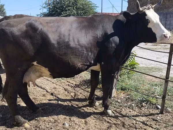 Cow, Kalmyk breed