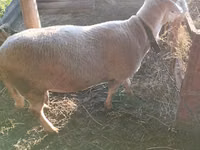 Ram, Lacaune sheep — photo 5