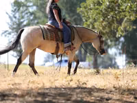 Stute, Quarter Horse — Foto 8