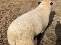Ram, Hampshire sheep — photo 2