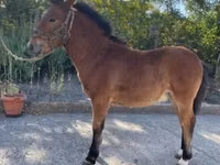 Caballo, Welsh Cob — foto 1