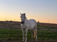 公马, Horses — 照片 2