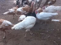 Broad Breasted White — sawirka 3