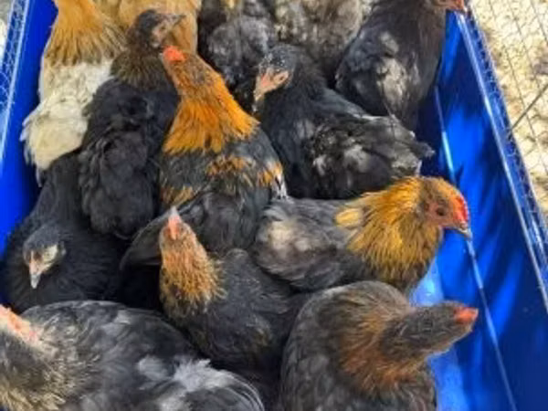 北京矮脚鸡