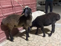 Ovejas (lote, sexo no especificado), Ovejas — foto 5