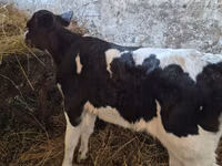 Cow, Russian Black pied cattle — photo 1