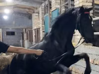 Faras, Russian warmblood — sawirka 2