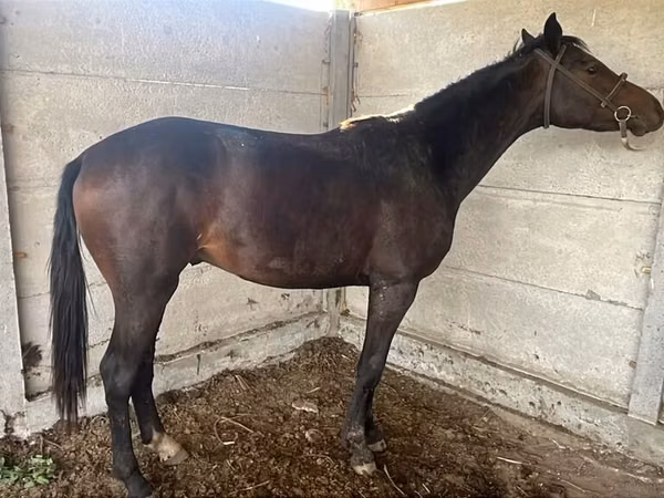 母马, Friesian sport horse