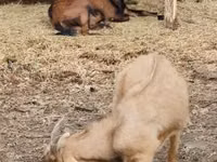 公山羊, Goats — 照片 1