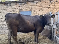 بقرة, Swiss cattle — الصورة 2