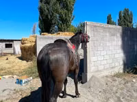 Caballo, Karabair horse — foto 3