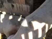 Sow, Pigs — photo 2
