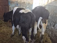Bull, Russian Black pied cattle — photo 2